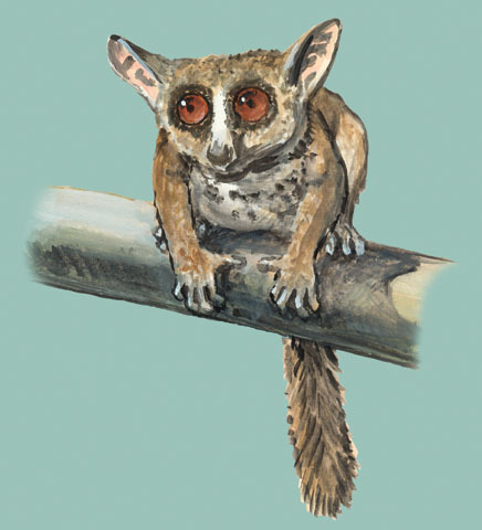 Galago_zanzibaricus