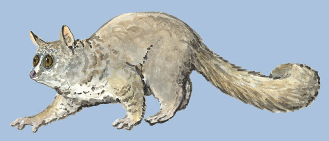 Otolemur_crassicaudatus