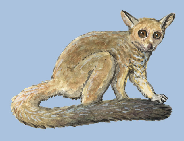 Vertebrata