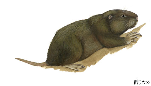 Cratogeomys_neglectus