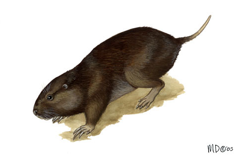 Rodentia