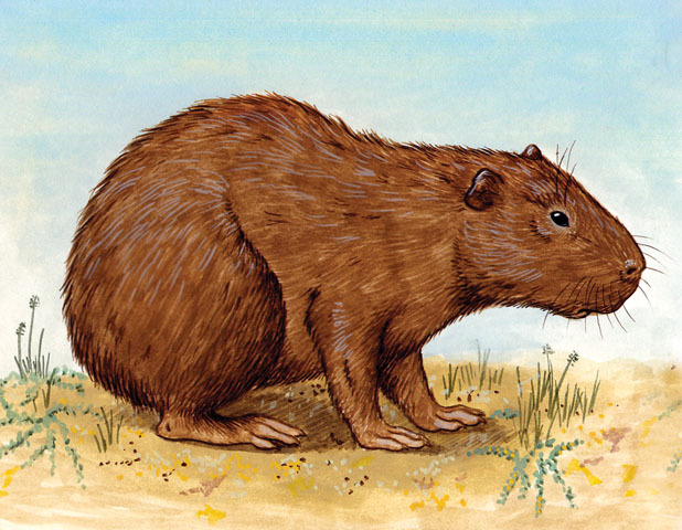 Rodentia