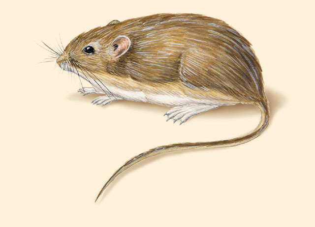 Craniata