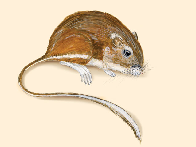 Deuterostomia