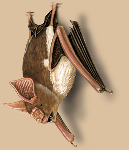 Hipposideros_diadema