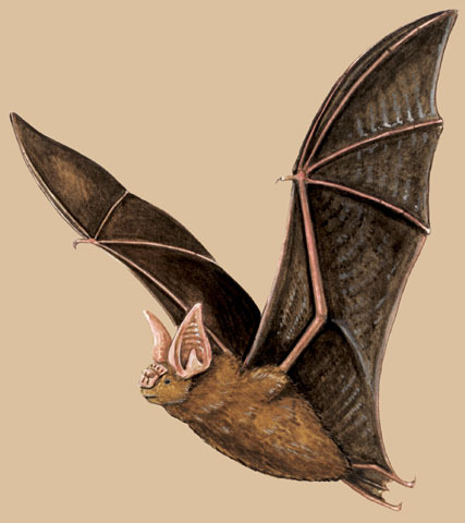 Sarcopterygii