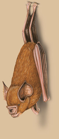 Deuterostomia