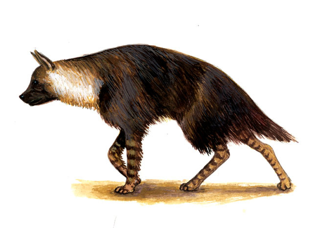 Hyaena_brunnea