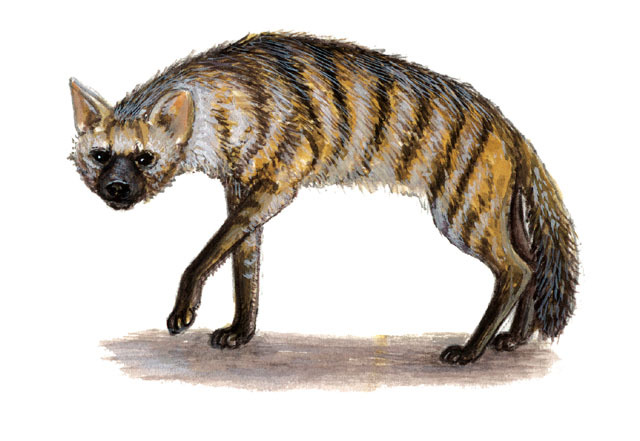 Deuterostomia