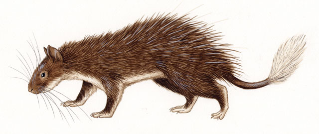 Atherurus_macrourus