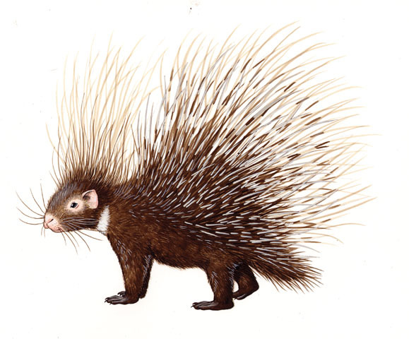 Hystrix_africaeaustralis