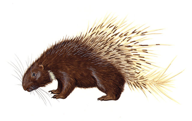 Hystrix_brachyura