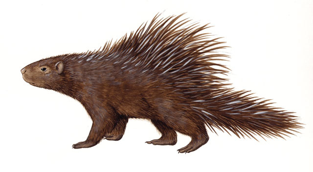 Hystrix_crassispinis