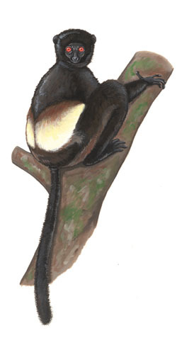 Deuterostomia