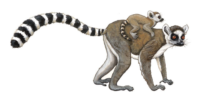 Lemur catta