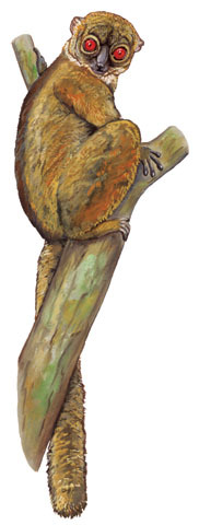 Deuterostomia