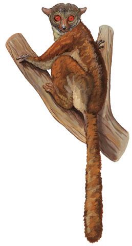 Deuterostomia