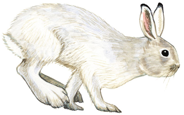 Lepus_americanus