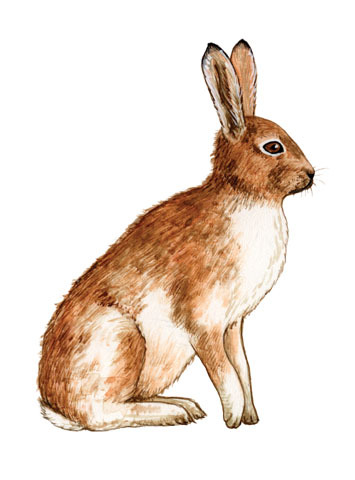 Lepus_timidus