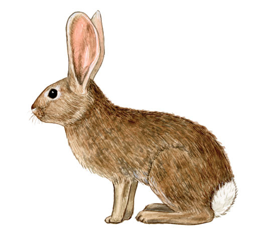 Sylvilagus_audubonii