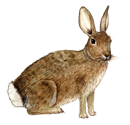 Sylvilagus_floridanus