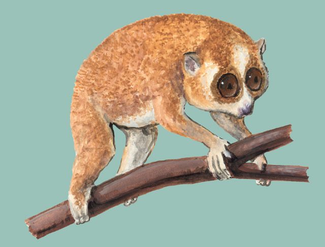 Nycticebus_pygmaeus