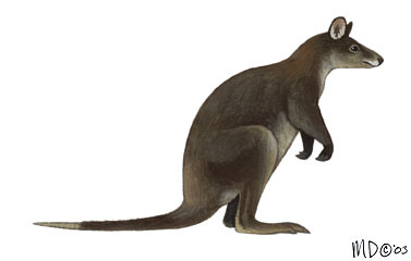 Diprotodontia