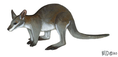 Macropus_parma