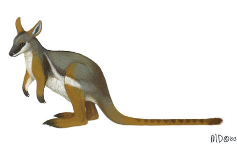 Petrogale_xanthopus