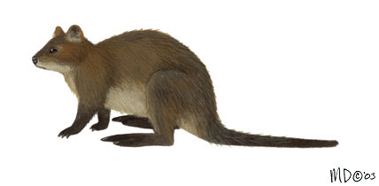 Vertebrata