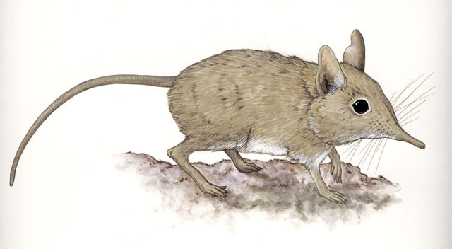 Elephantulus_myurus