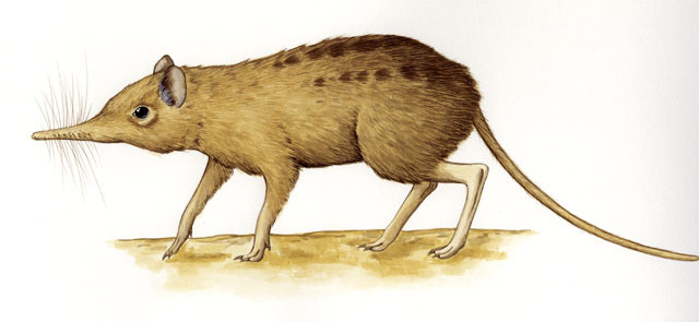 Deuterostomia