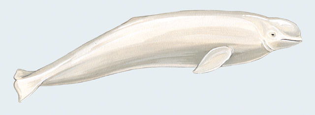 Delphinapterus_leucas