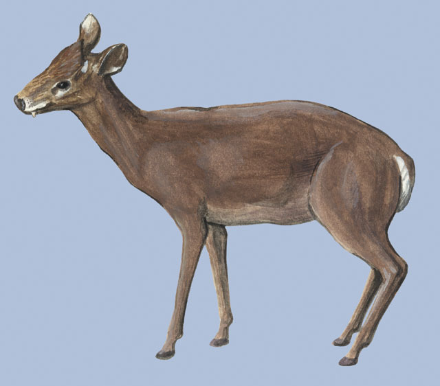 Elaphodus_cephalophus