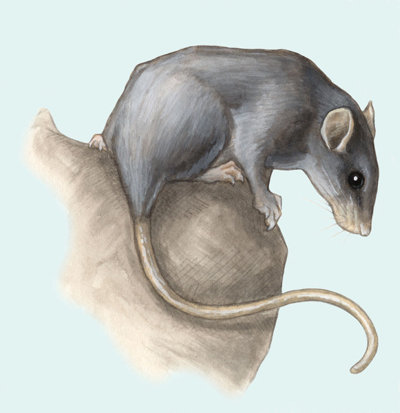 Rattus_rattus