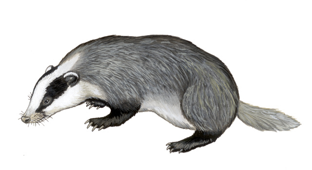 Deuterostomia