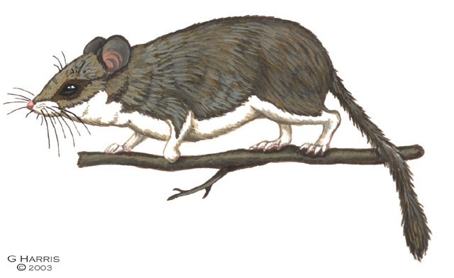 Rodentia