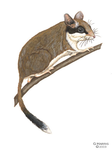 Rodentia