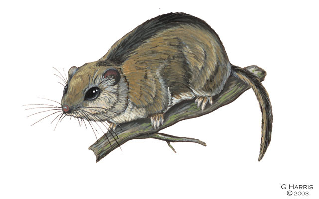 Glirulus_japonicus