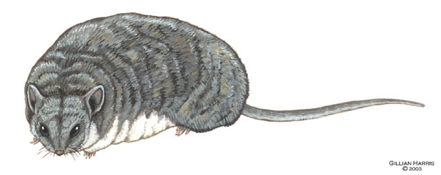 Eumetazoa