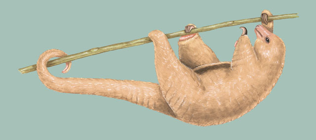 Vertebrata