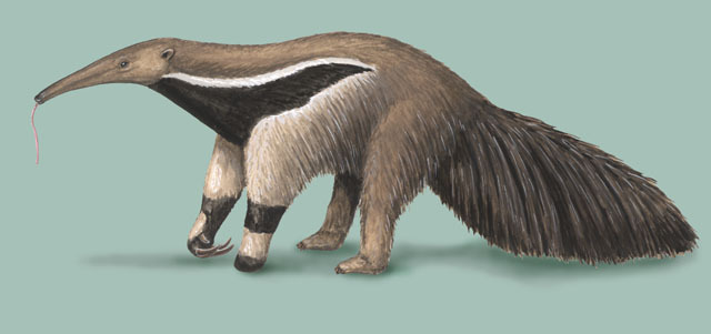 Deuterostomia