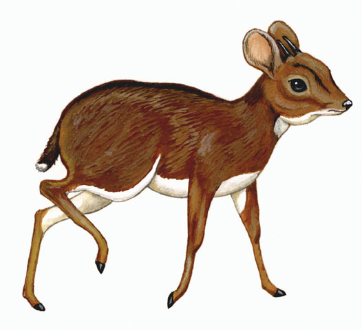 Artiodactyla