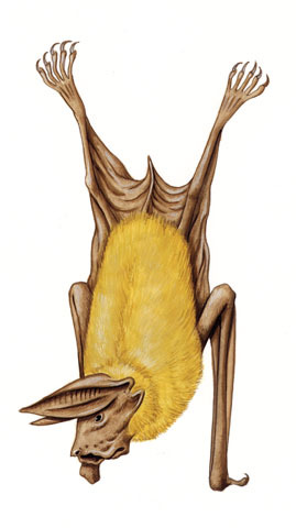 Sarcopterygii