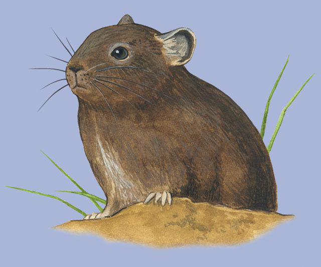 Deuterostomia