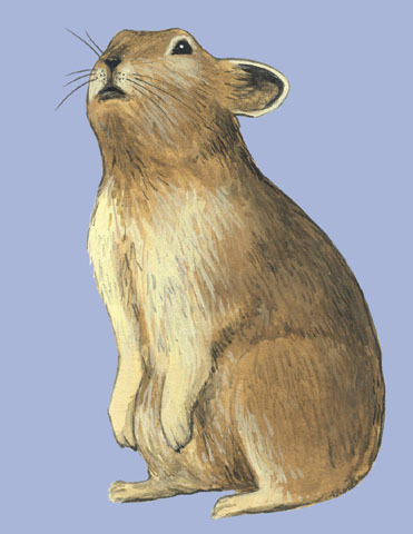 Vertebrata