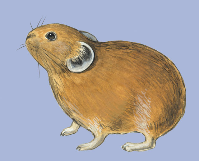 Deuterostomia