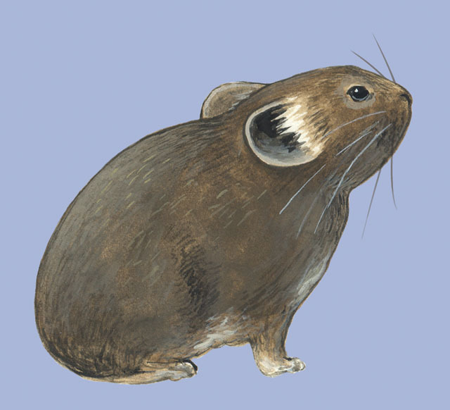 Deuterostomia