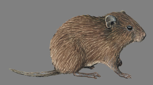 Deuterostomia