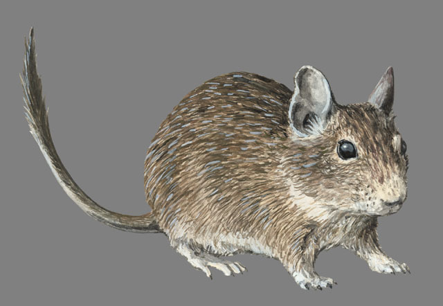 Octodon_degus